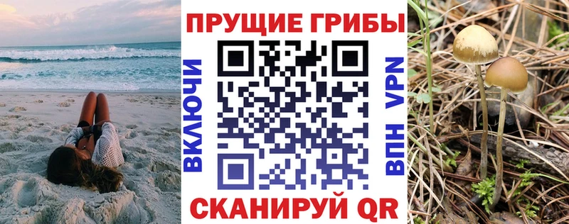 Купить закладки  Новое Девяткино  Псилоцибиновые грибы Cubensis 
